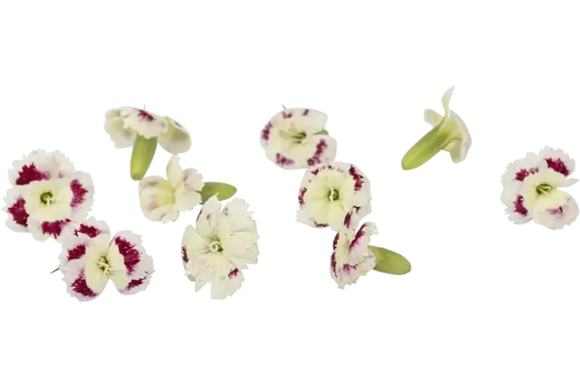 Eetbare bloem anjer wit-roze 25st